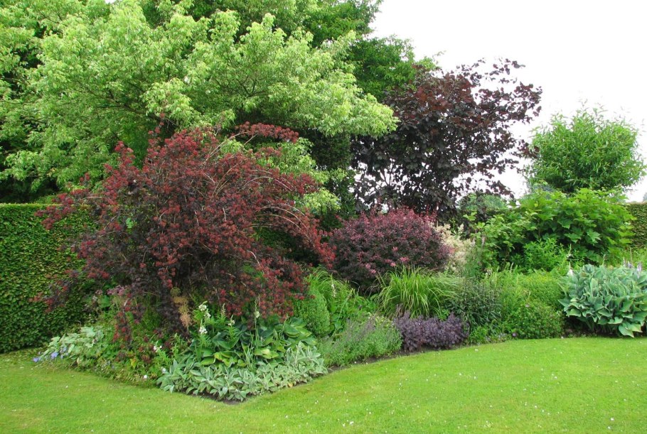 Миксбордеры хвойные гортензии Барбарис