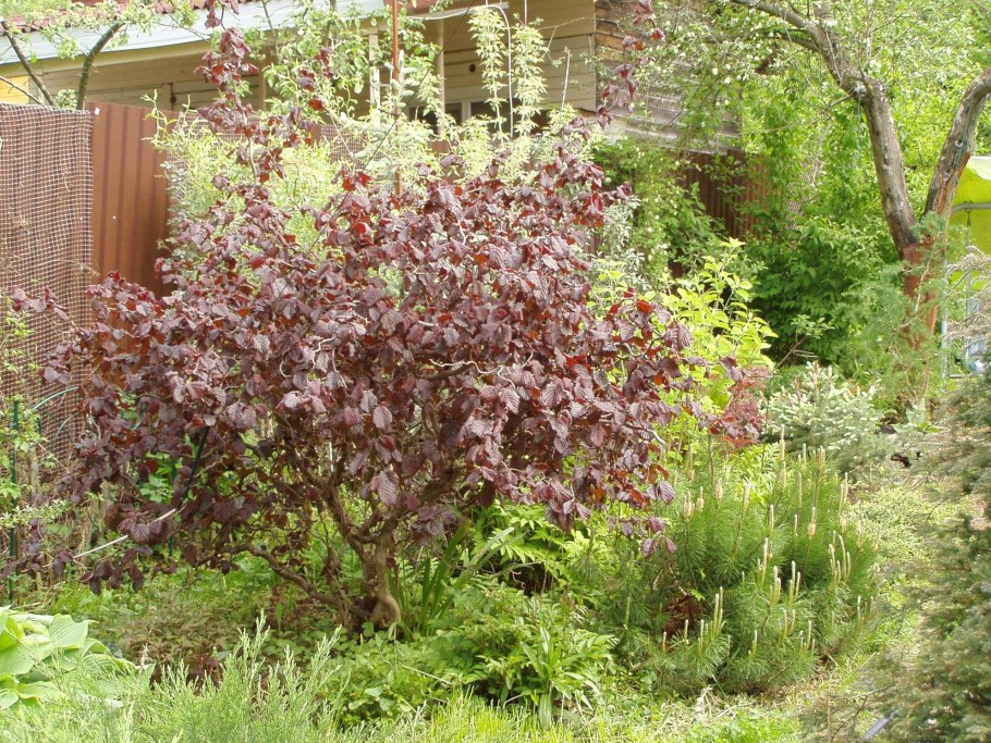 Лещина обыкновенная краснолистная