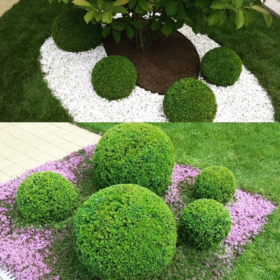 Спирея самшит