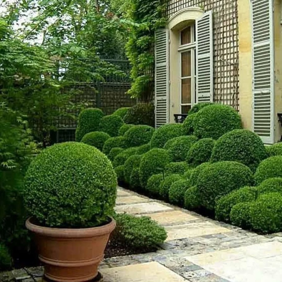 Самшит вечнозеленый шаровидный