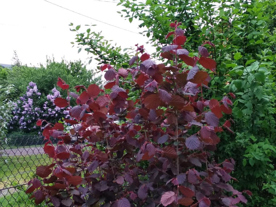 Фундук сорт Московский Рубин