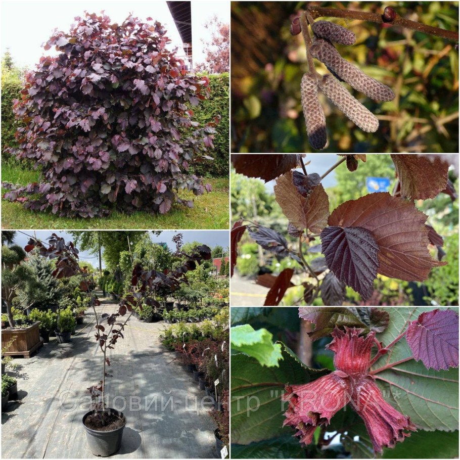 Лещина Rode Zellernoot