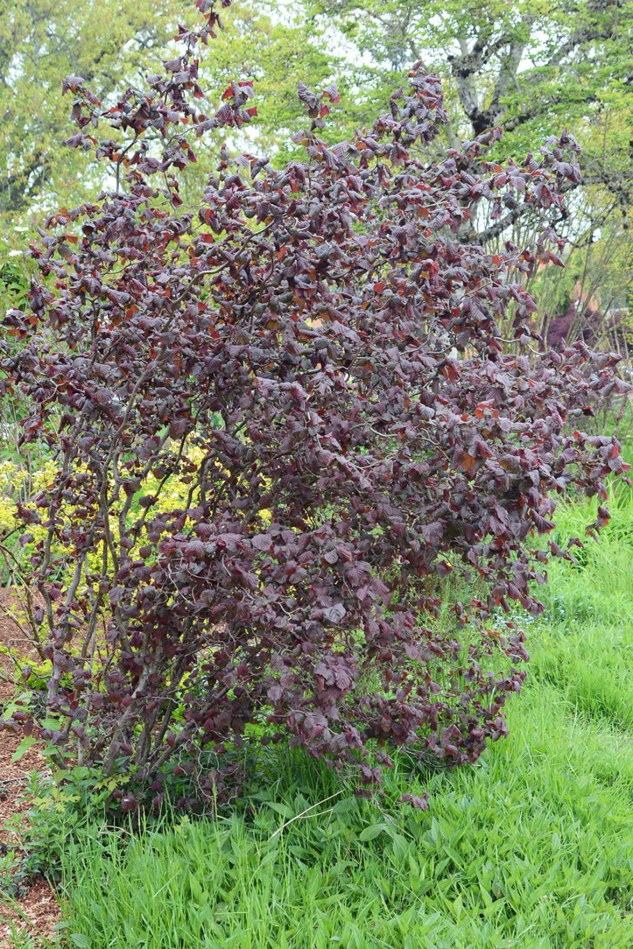 Лещина обыкновенная краснолистная