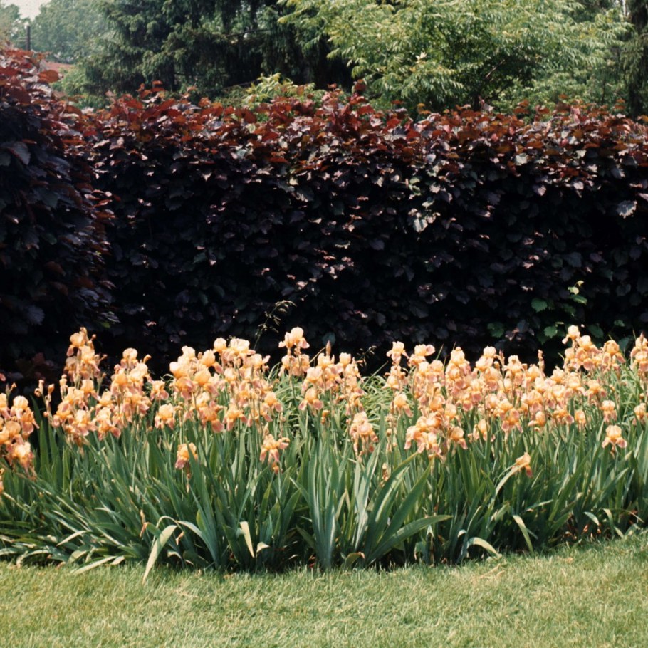 Лещина обыкновенная Пурпуреа в ландшафтном