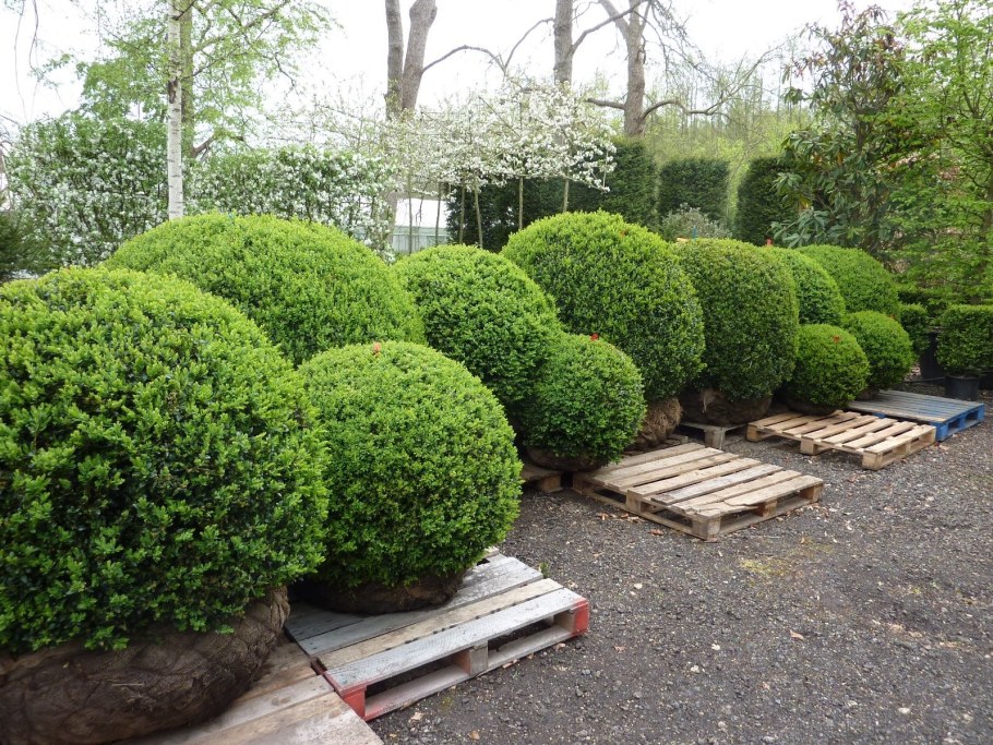 Самшит Ауреа