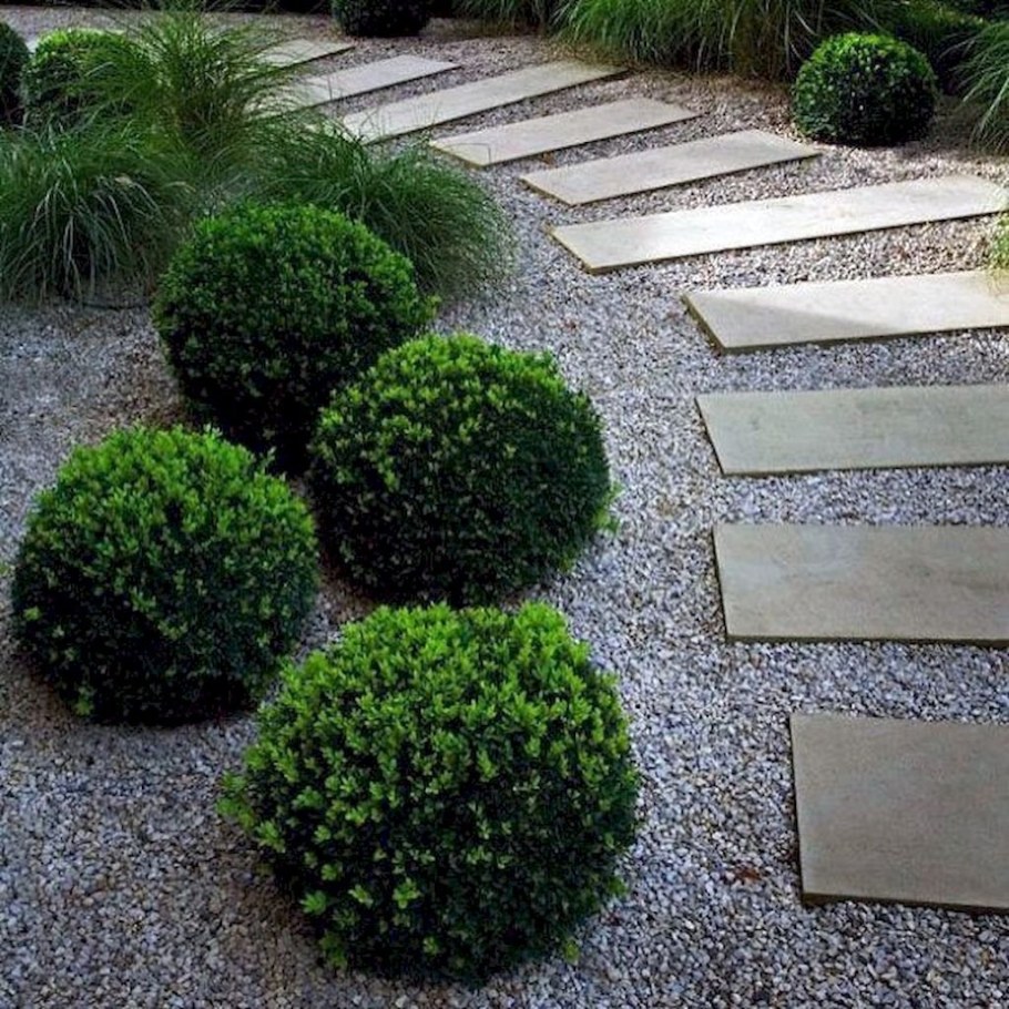 Туя Даника в ландшафтном