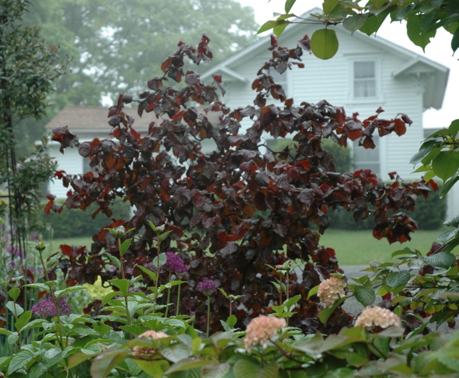 Ред Маджестик лещина краснолистная