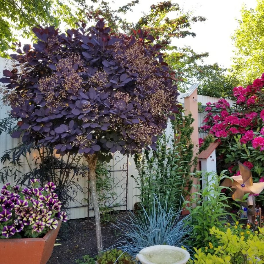 Скумпия Кожевенная Роял перпл