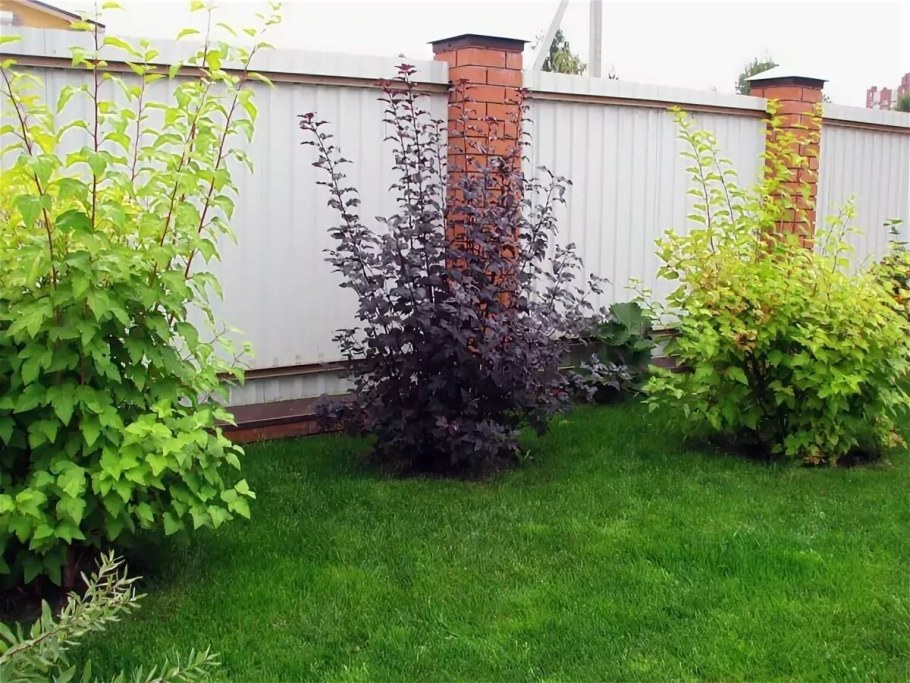 Барбарис, спирея, пузыреплодник