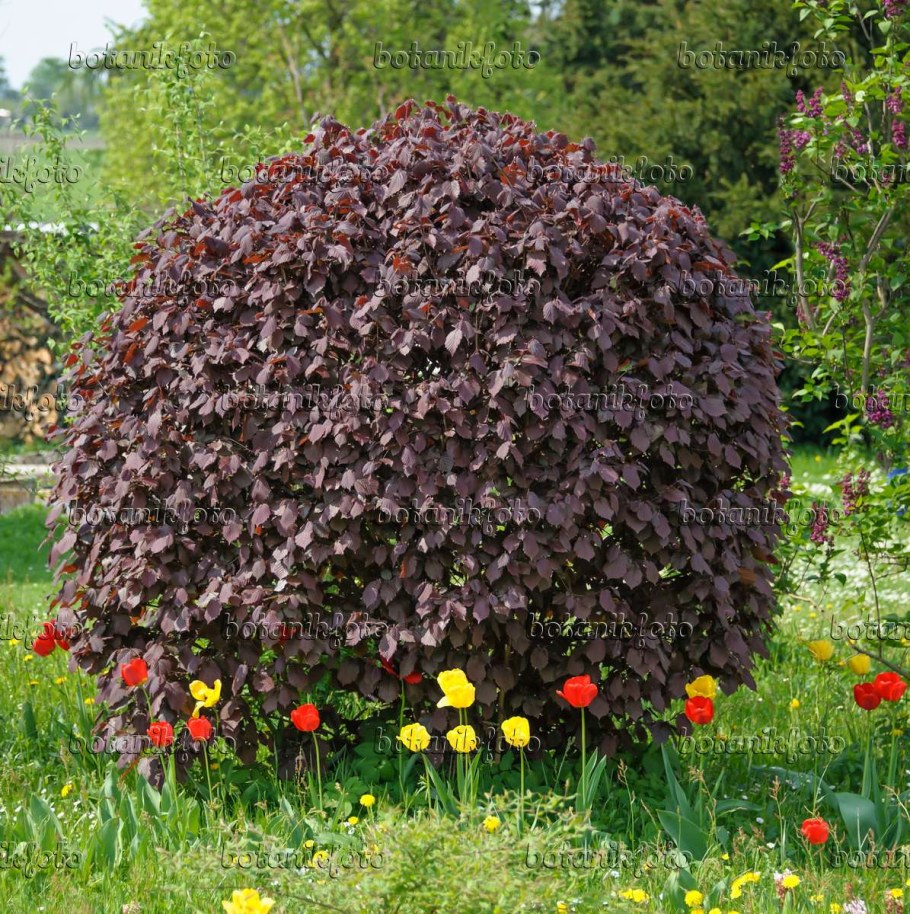 Лещина краснолистная