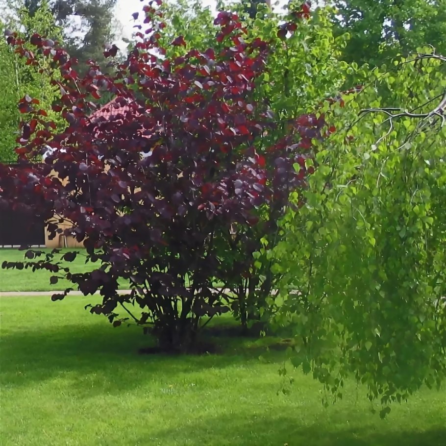 Лещина краснолистная