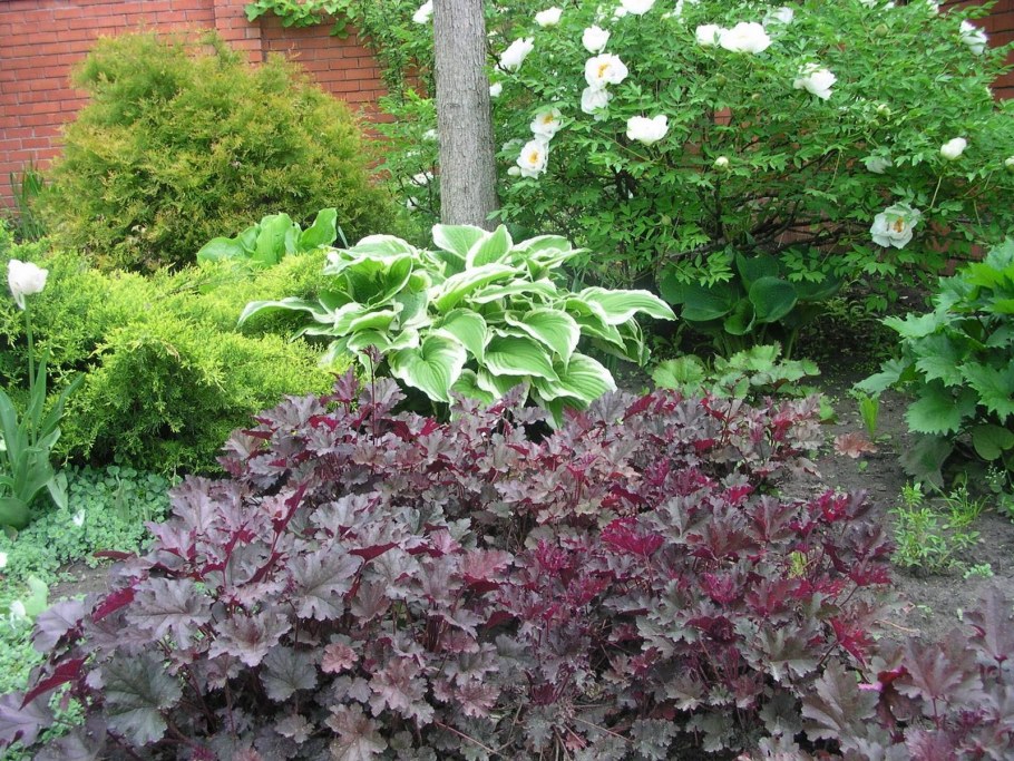 Клумба гейхера Очиток Хоста