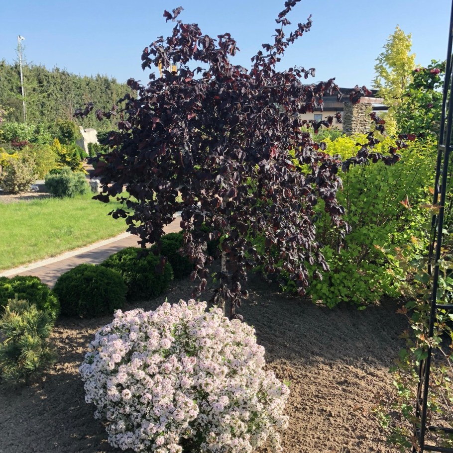 Лещина Конторта краснолистная