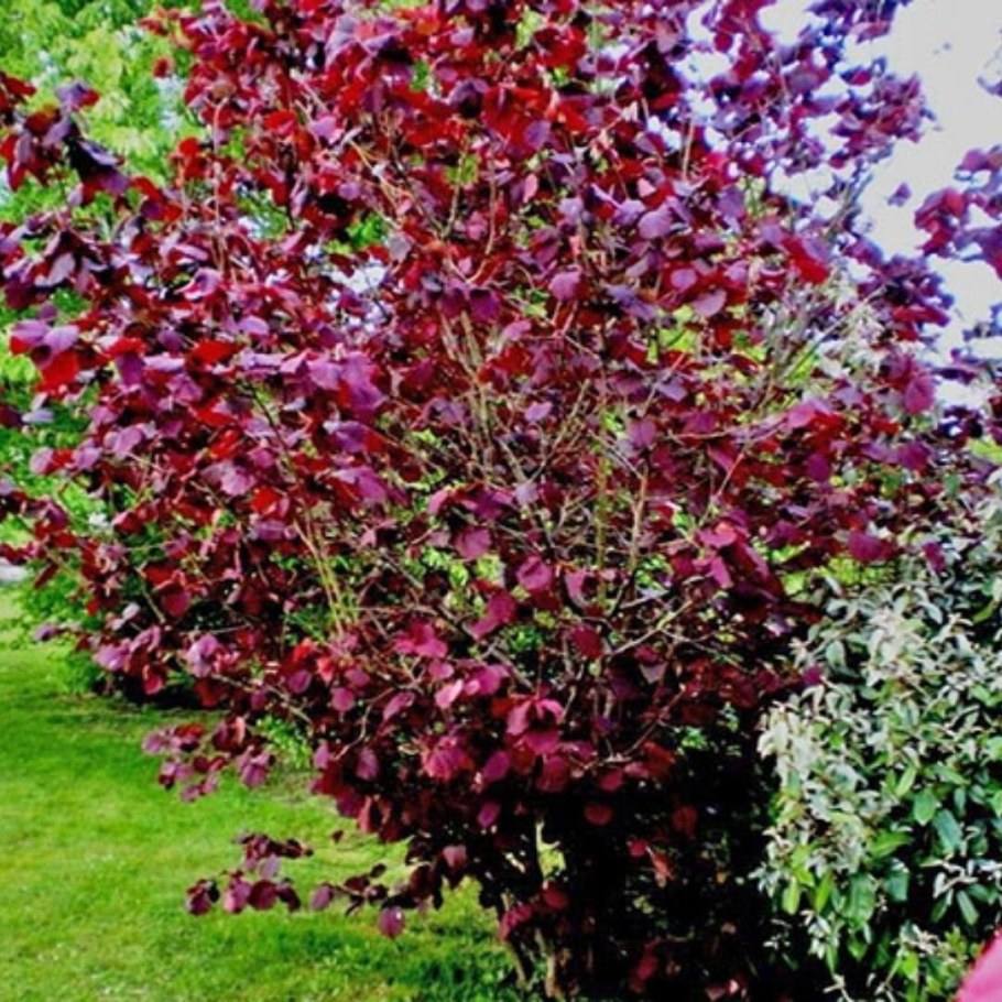 Фундук краснолистный