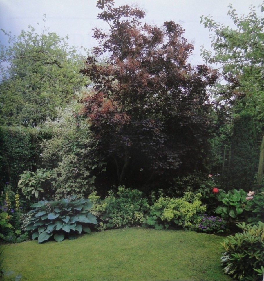 Ива краснолистная плакучая