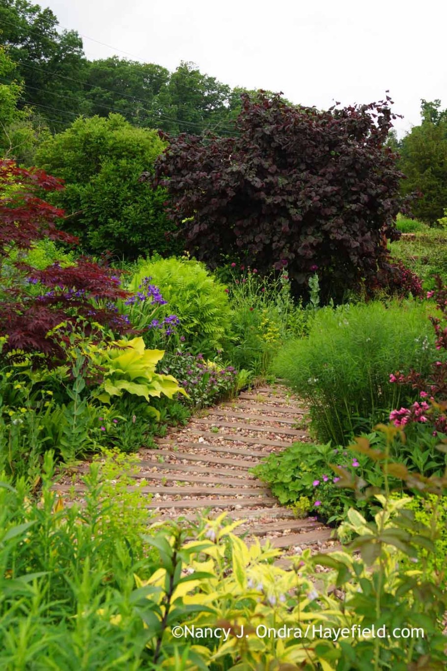 Лещина краснолистная ред Маджестик в ландшафтном дизайне