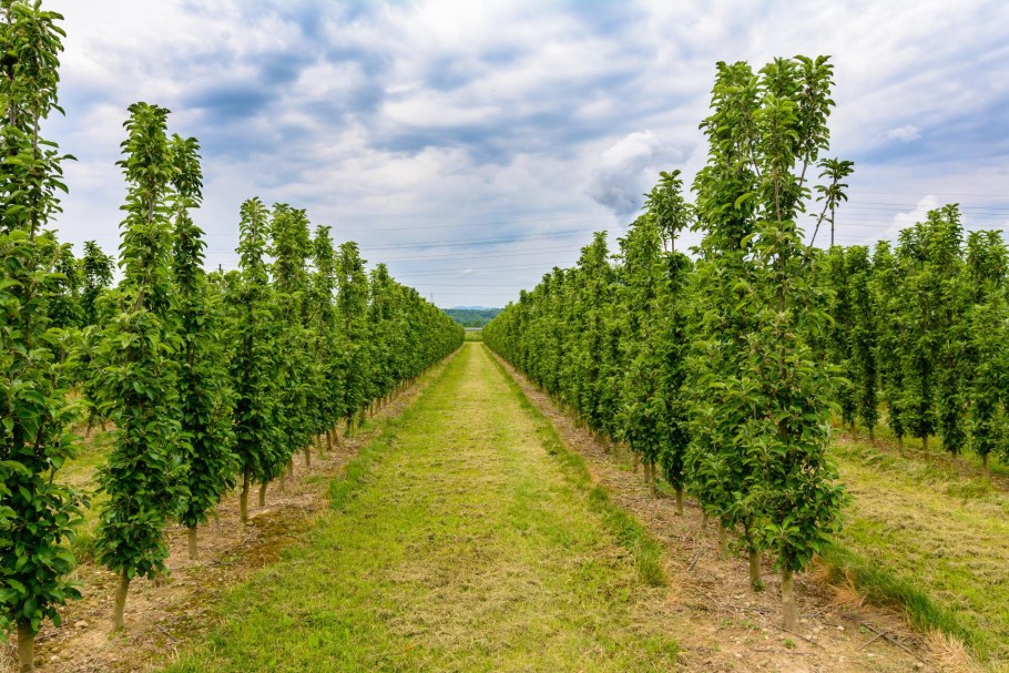 Дуб черешчатый Фастигиата