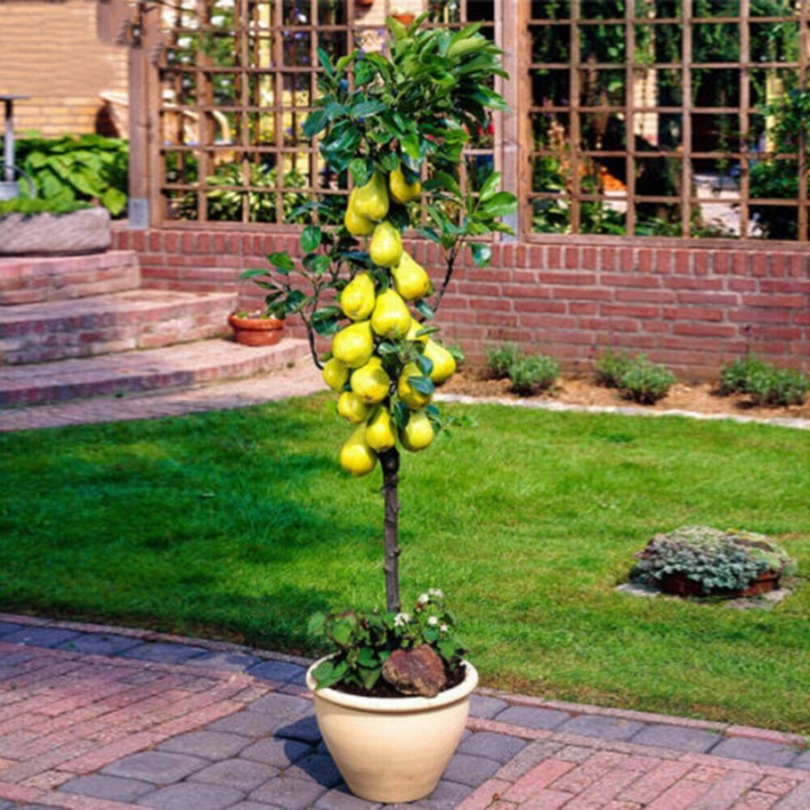 Груша колоновидная Кармен