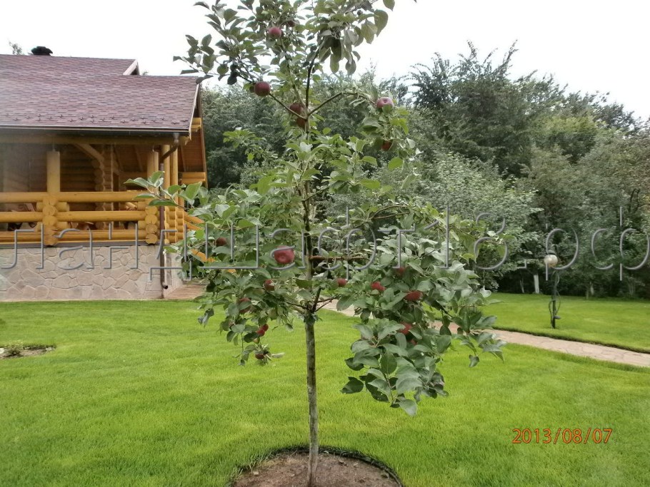 Колоновидные яблони ландшафтный