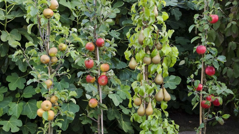 Штамбовые плодовые деревья