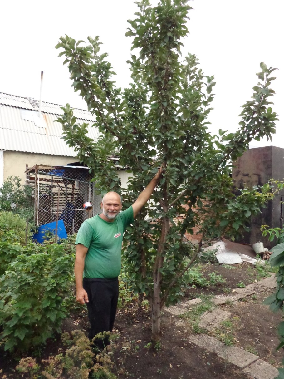 Яблоня колоновидная сорт кумир