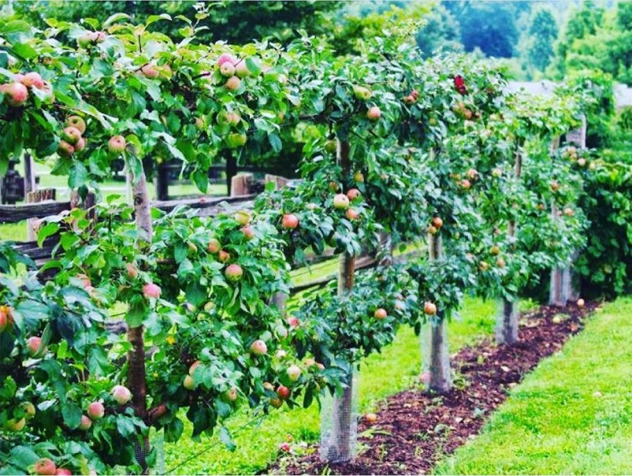 Яблоня Медуница шпалера