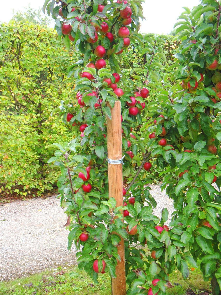 Яблоня колоновидная Луч