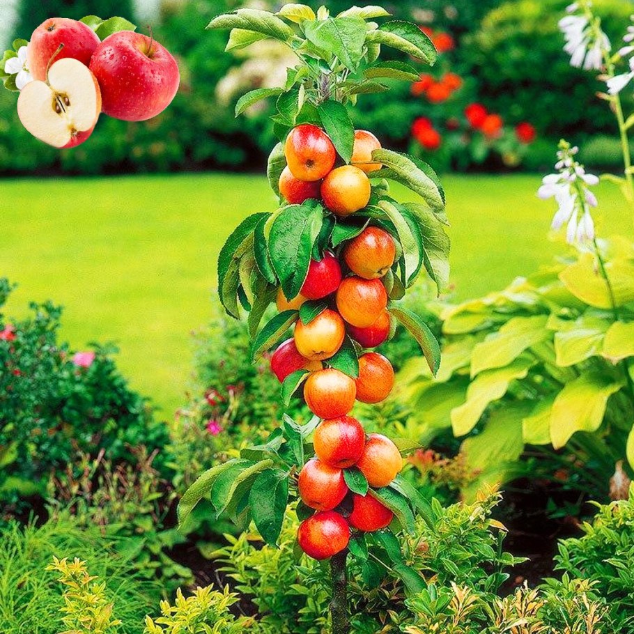 Колоновидные плодовые деревья