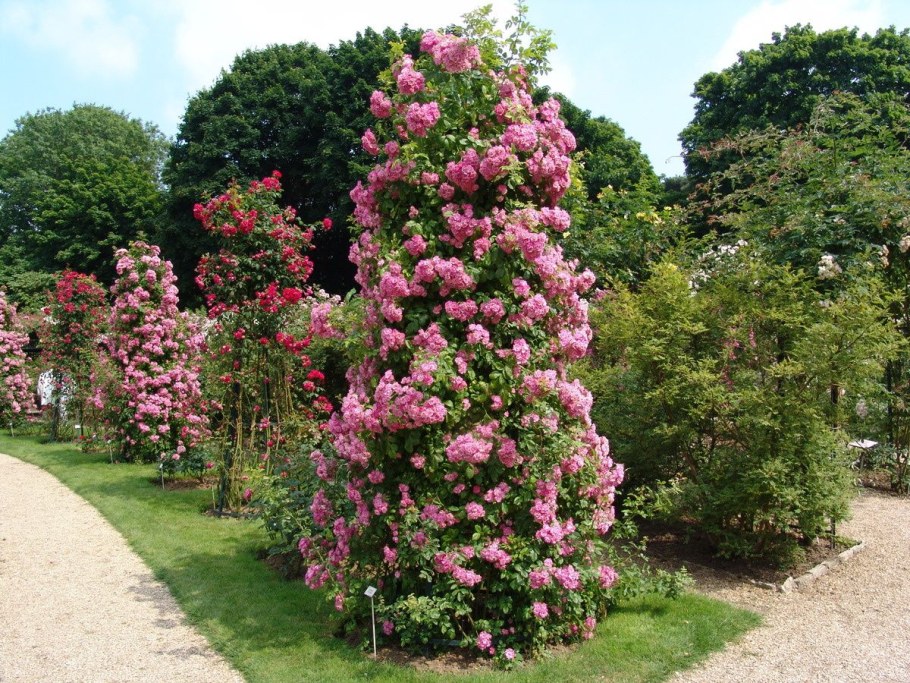 Роза Эльф клаймберы