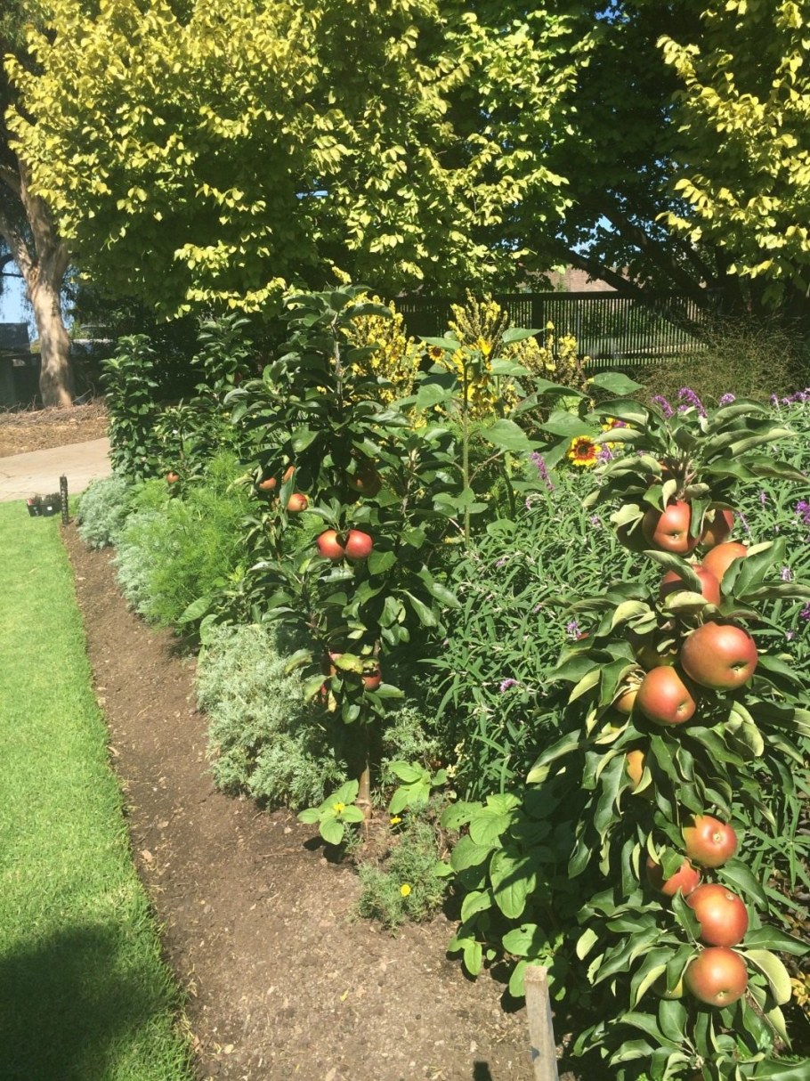 Колоновидные деревья яблони