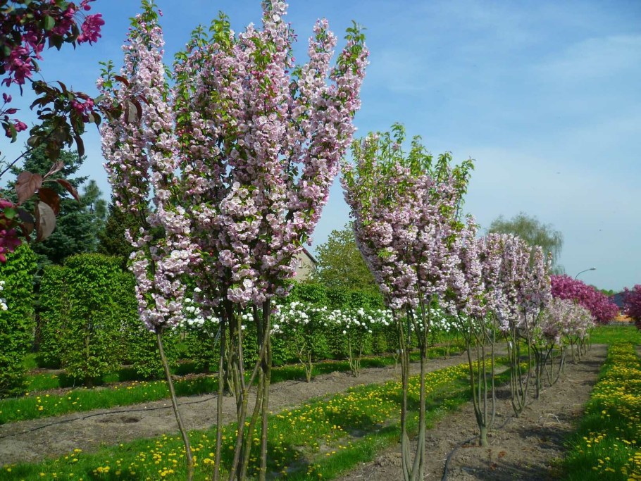 Van Eseltine яблоня декоративная