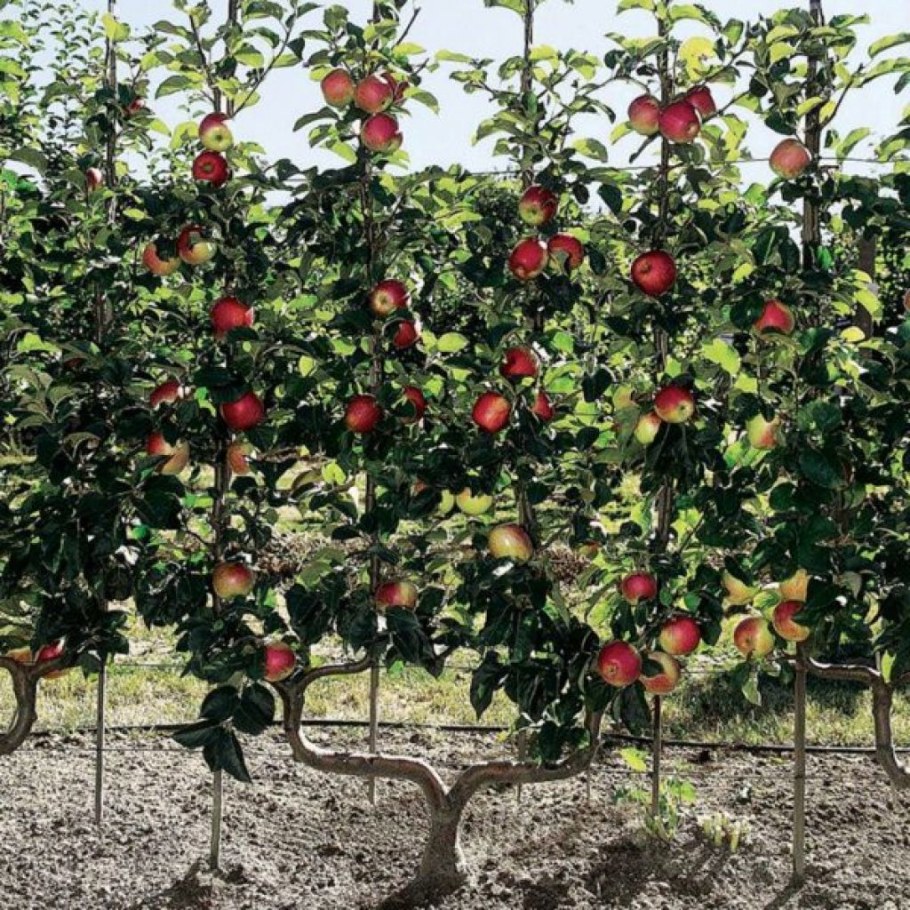 Карликовые колоновидные яблони