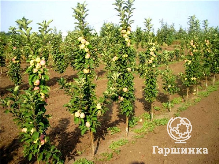 Яблоня колоновидная Приокское