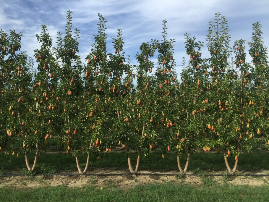 Колоновидная груша дерево