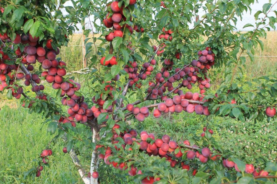 Алыча нектариновая