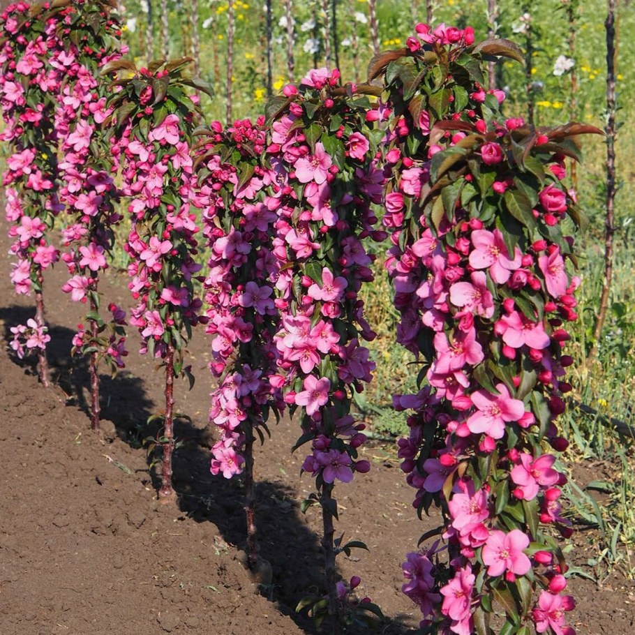 Яблоня колоновидная розовая сказка