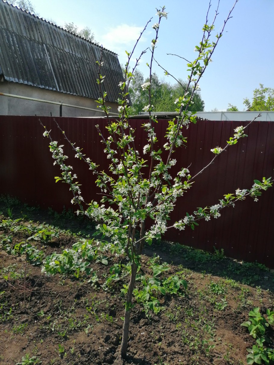 Колоновидные яблони ландшафтный