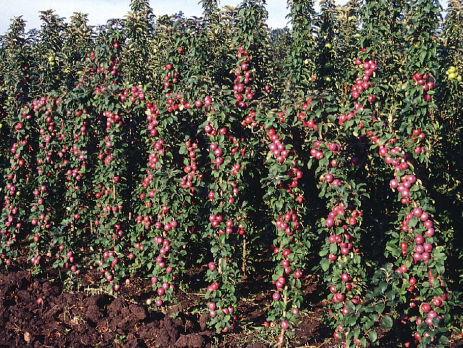 Яблоня колоновидная сорт Останкино