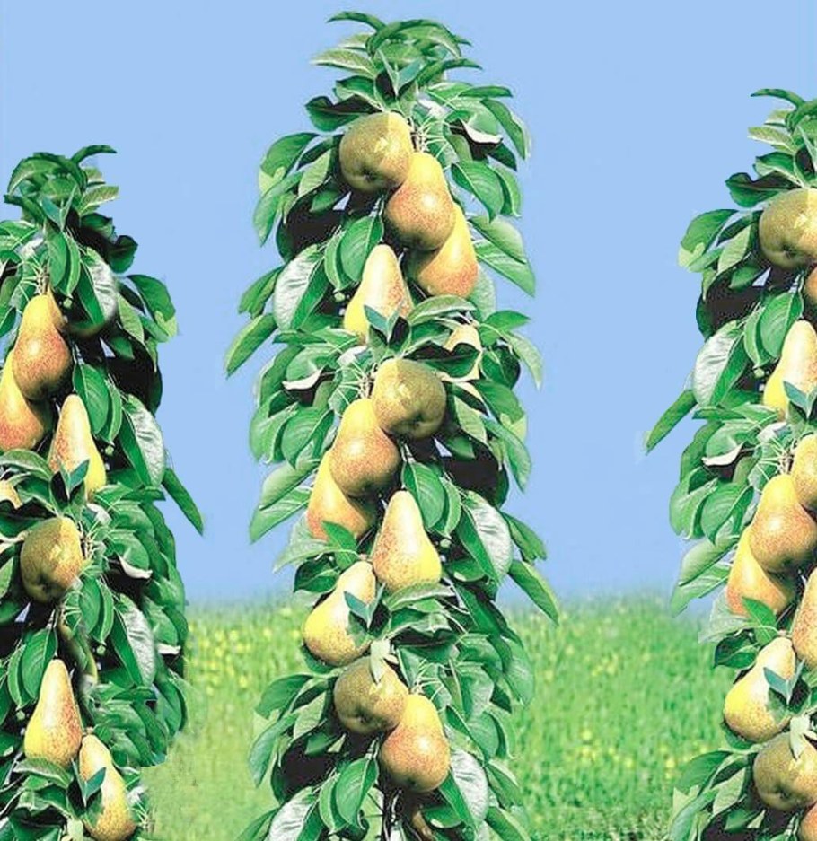 Колоновидная груша г22