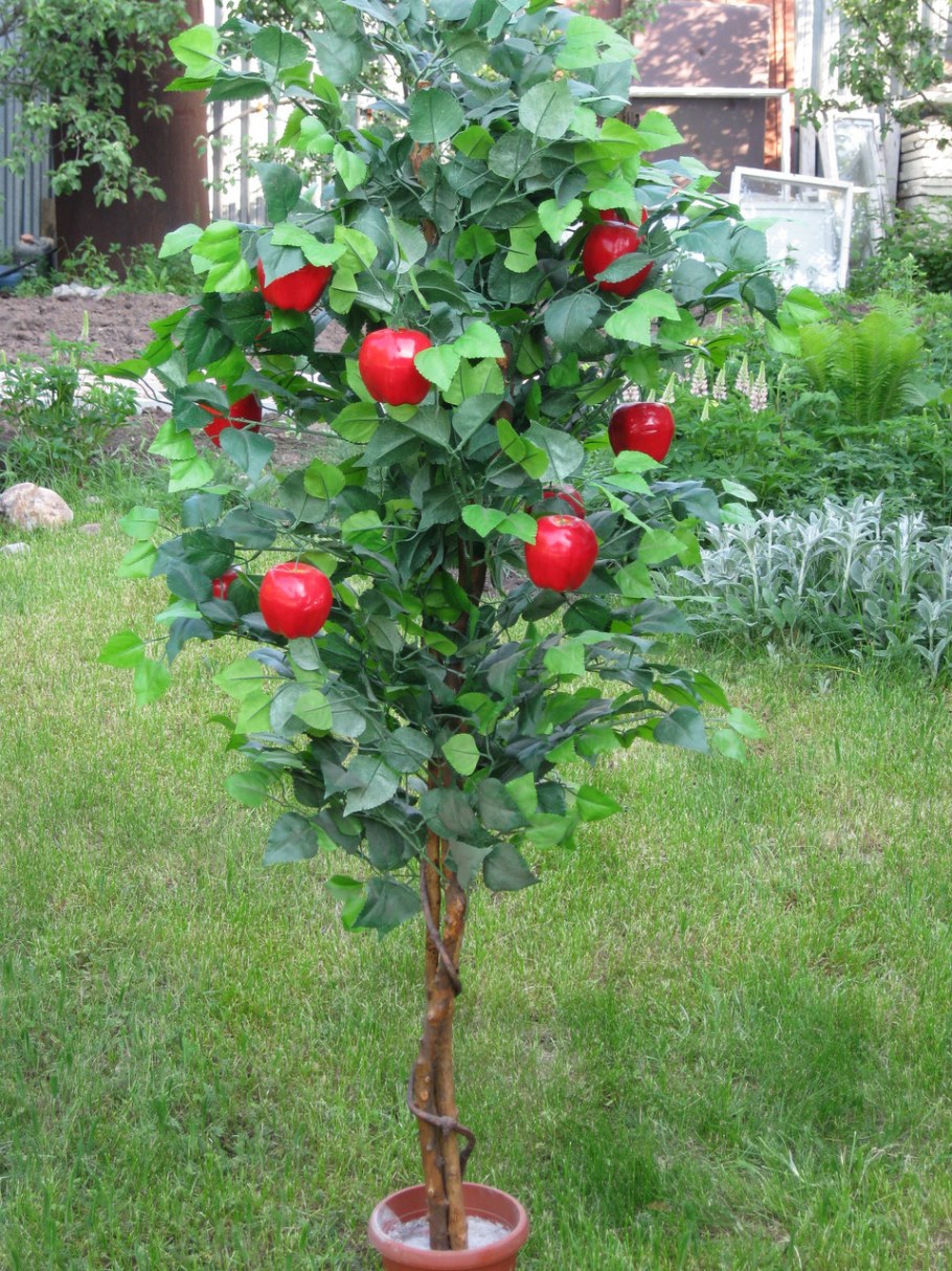 Яблоня Райская штамбовая