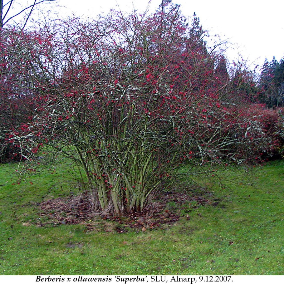 Барбарис (Берберис) оттавский Суперба