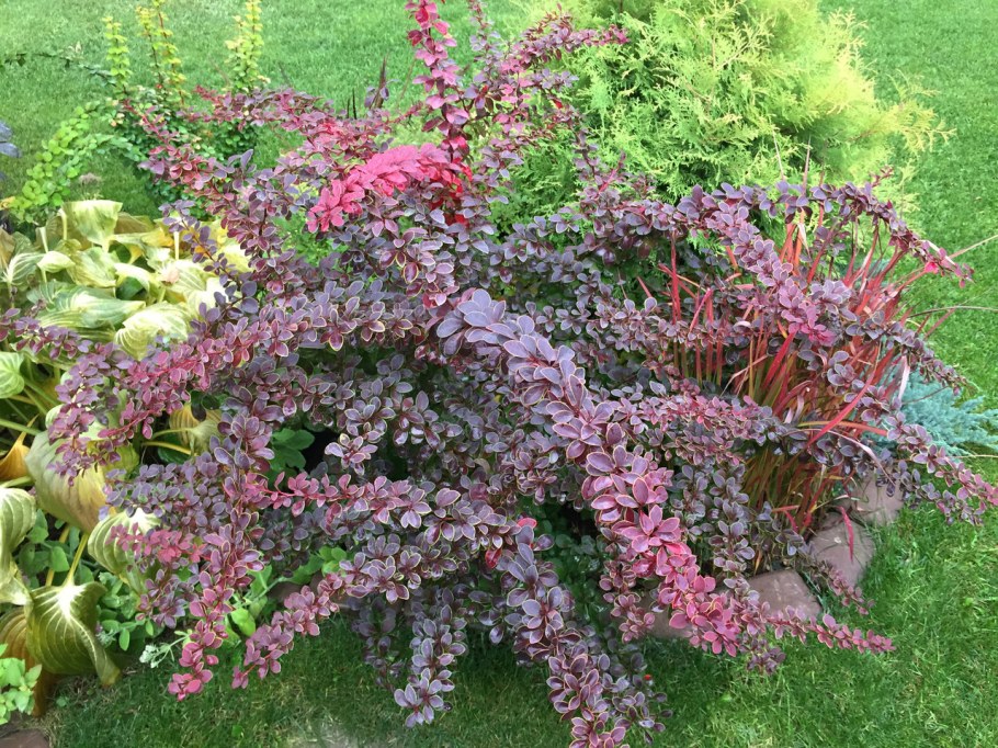 Барбарис оттавский Суперба