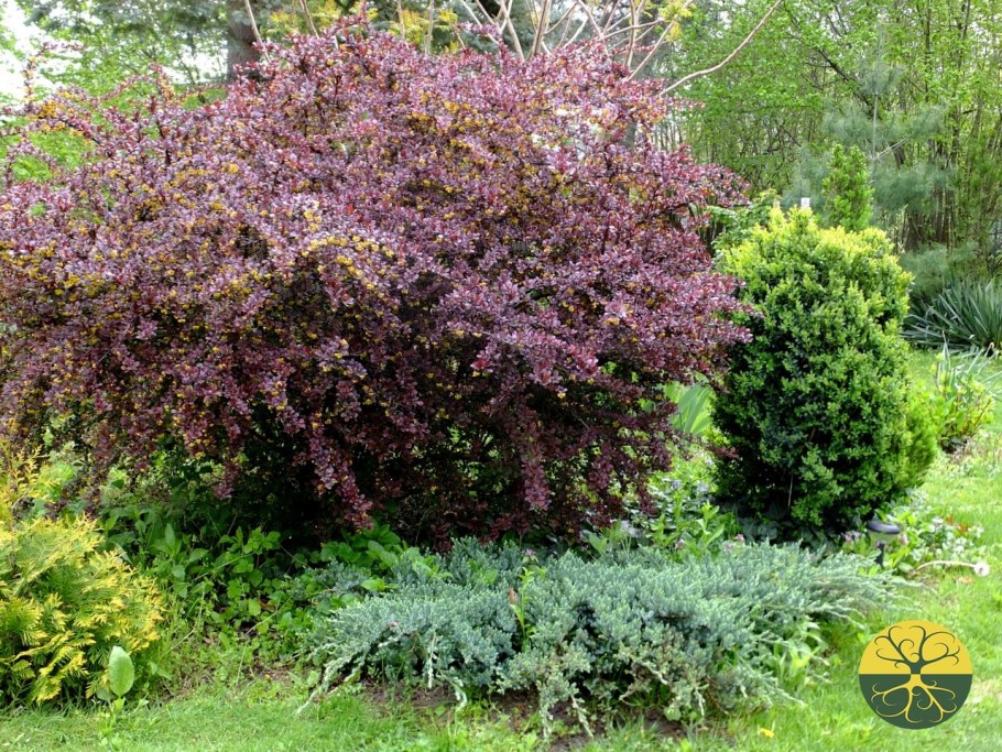 Барбарис оттавский superba