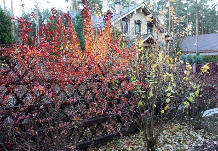 Барбарис Тунберга Суперба