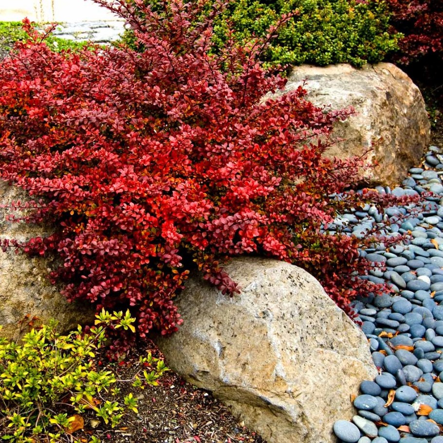 Барбарис Тунберга Атропурпуреа