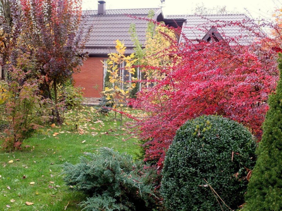 Барбарис оттавский Суперба