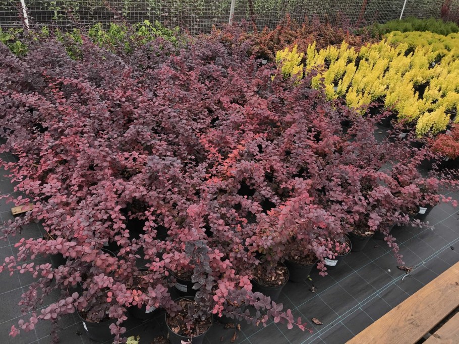 Барбарис Тунберга оттавский