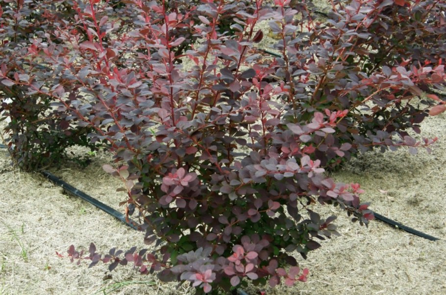 Барбарис оттавский superba