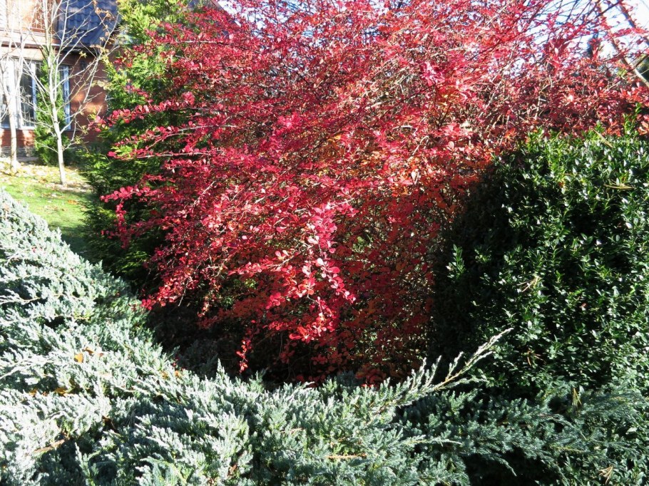 Барбарис Тунберга оттавский