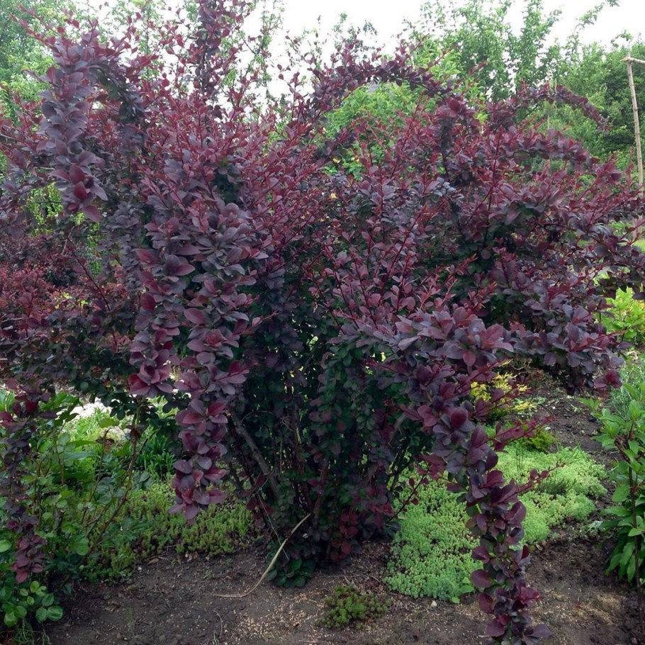 Барбарис Тунберга оттавский